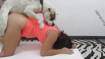 Cute doggy is slowly sucking a pussy