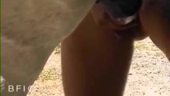 Massive equine penis thrusting into a succulent woman's backside