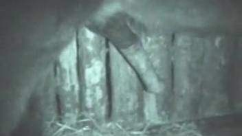 Tiny butt handled a massive horse cock