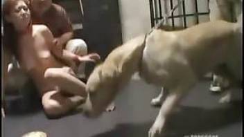 Poor Asian babe is forced to fuck with a large dog