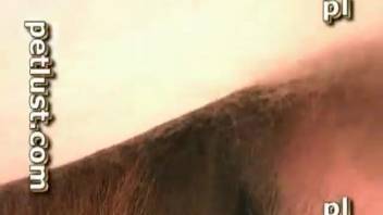 She's blowing a massive horse cock like an expert