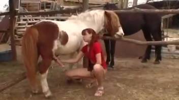 Girl blows equine cock and pleasures herself in bestiality flick