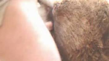 Bestiality site: guy bangs his hot female horse. Complimentary zoophilia and animal sex videos