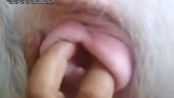 Bestiality clip featuring hot swine vagina. Complimentary zoophilia and animal sex videos