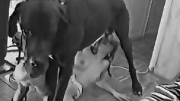B&W girl sex with dog recorded in secret