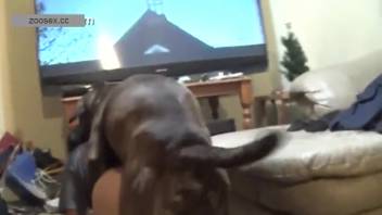 View to the finish: canine bangs a woman