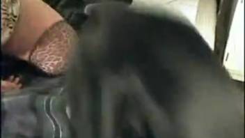 Detailed views of a canine penis and steamy intercourse