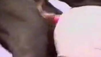 Canine intercourse video clip featuring a real babe
