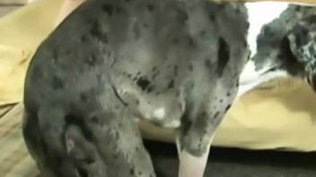 Female canine intercourse film with intense penetration