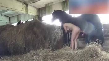 Barn bestiality doggy style horse sex