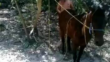 Gorgeous man fucks horse in ass from behind