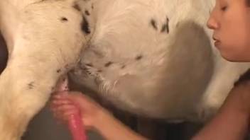 View perverted horse screwing females. Complimentary zoophilia and beast sex videos