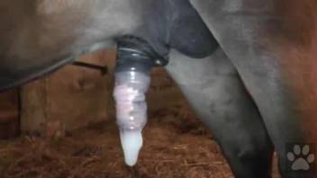 All bestiality videos are amazingly captivating to watch.