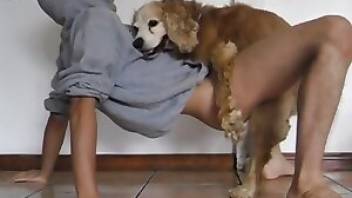 Guy fucks dog on the floor. Free bestiality and animal porn