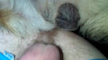 Homosexual bestiality anal intercourse. Complimentary animal sex and zoophilia videos