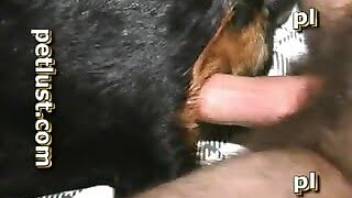 Gay dog porn with rectal gape in HD quality