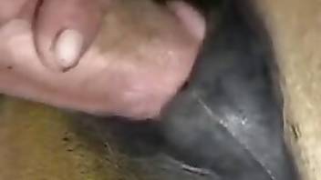 Craziest horse sex video ever. Free bestiality and animal porn