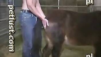 Dude licks a mare's pussy and fucks it