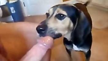 Man and animal oral sex looks great