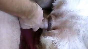 Nasty gay animal porn with a white doggy