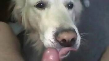 POV dog beasitlity video with orgasms