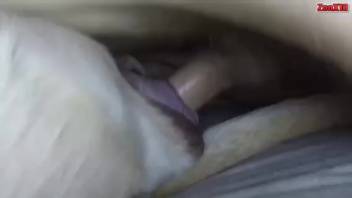 Guy screws canine in adult film featuring astonishing climaxes