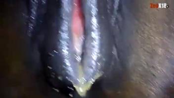 Zoophilia videos are absolutely astounding