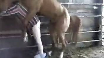 Horse porn movie with a huge horse cock