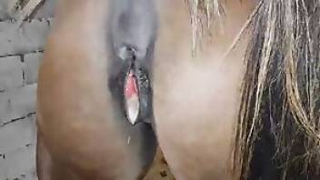 Horse porn movie with a really kinky dude