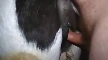 Dude fingering horse pussy like mad