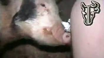 Pig fuck man in ass